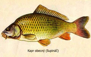 kapr2.jpg